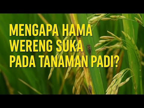HOW TO PREVENT PLANT PLOTTERY PESTS FROM COME TO OUR RICE‼️