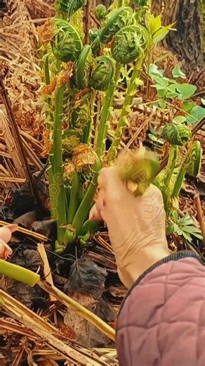 Fiddlehead Fern Harvesting and Wild Greens Snapping Technique 🌿🌾 #ASMR #Satisfying #LabeeqAgriFarm