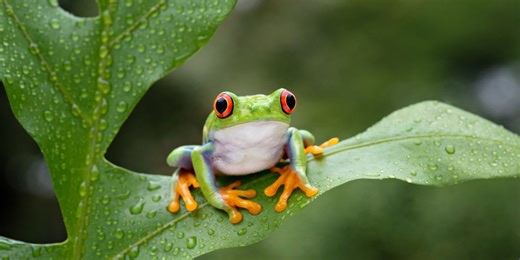 100-million-year old frog with eggs in its belly discovered in China
