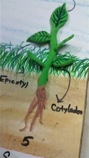 Almighty | Project Work | CBSE | Parrys | Royapuram | Chennai | Seed | Process | Love with Life