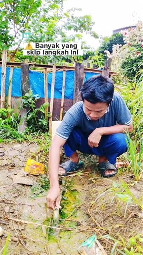 Setelah Pakan, Jangan Lupa Ini! #ikan #aquaculture #leleorganik