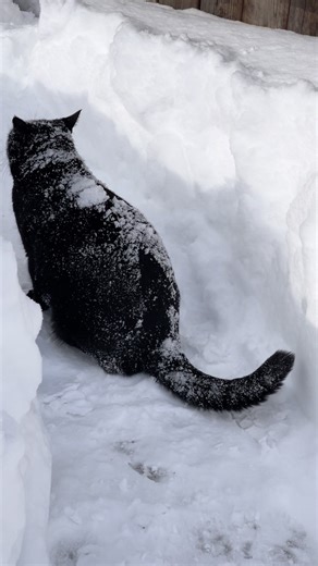 Ralphie the snow monster strikes again. #lol #fyp #cat #love #fun