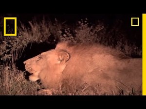 Ant Lion Death Trap | National Geographic