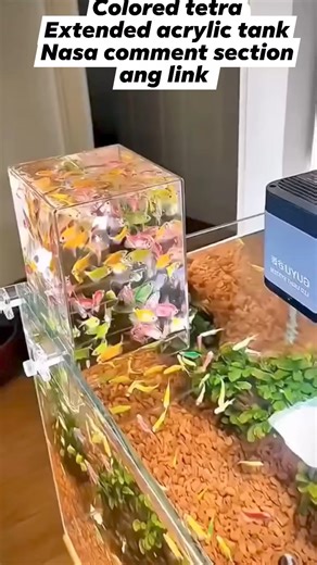 Extended acrylic tank nasa comment ang link, #fypシ゚viralシ #fbviralreels #viralreels #videoviralreels #fbvideoviral #fbviral #fbviralvideo | All about pets