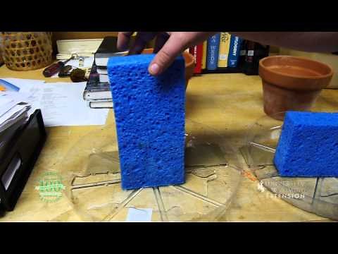 Drainage in Potted Plants | From the Ground Up