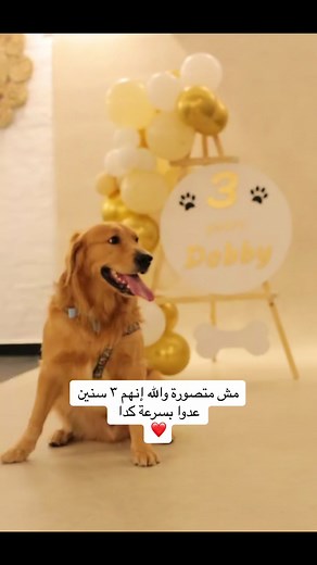 MoMo & Dobby على TikTok