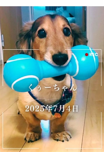 愛犬とのお別れ - 心温まるペット葬儀