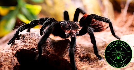 Mexican Red Rump Tarantula (Tliltocatl vagans) Care — The Tarantula Collective