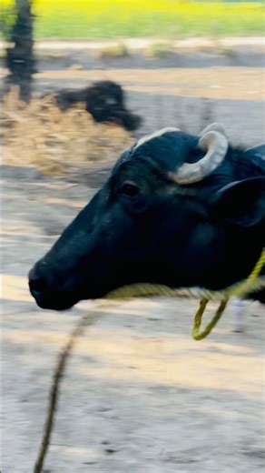 Buffalo Running Action #shorts