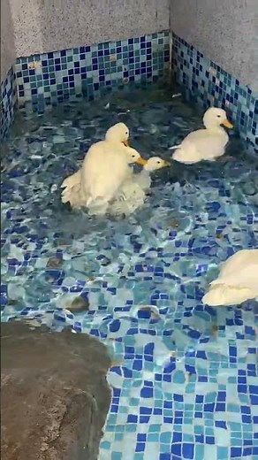 Funny Duck Reactions That Are Too Adorable 😂🦆 #duck #ducklingspro #cute #birds #goose #animals