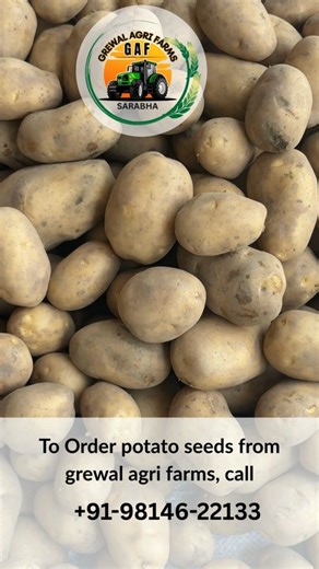 Grewal Agri Farms Seed Potatoes Supplier, Punjab on Instagram: "Grewal Agri Farms, Potato Seed Supplier in Punjab– Growing trust with quality farming We focus on sustainable agriculture, healthy crops, and farm-fresh produce using modern yet natural farming practices. From soil care to harvest, quality comes first at Grewal Agri Farms. Contact us: +91-9814622133. for farm produce, bulk orders, and agricultural support."