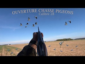 Ouverture CHASSE aux pigeons ramiers (calibre 28)