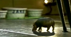 Why an old commercial for a house hippo still fascinates Canadians today