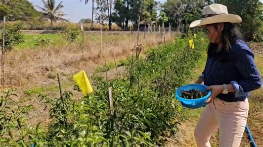 Picking chili peppers from your own plantation