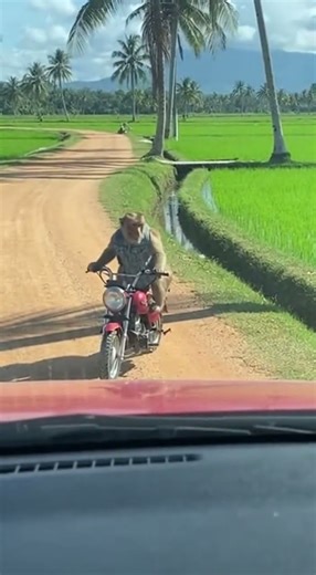 Monkeys Riding a Motorcycle Crash on a Rural Road — One Jumps Into Water