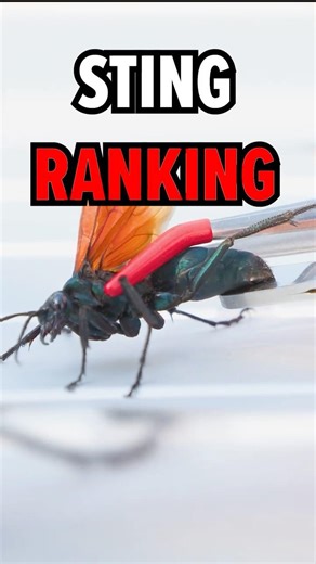 This Spider Wasp Sting Was Brutal