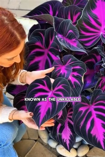 Essential Purple Hosta Care for Your Garden