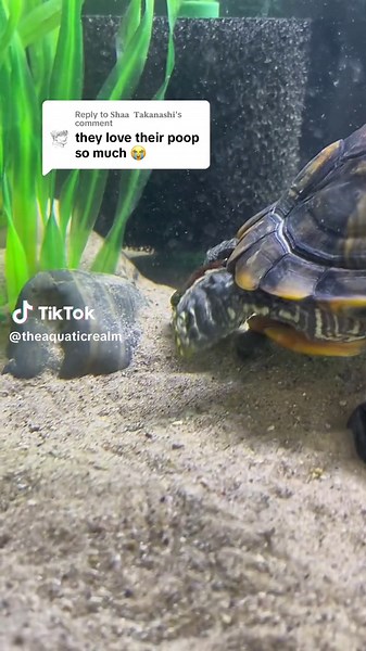 Replying to @𝐒𝐡𝐚𝐚 𝐓𝐚𝐤𝐚𝐧𝐚𝐬𝐡𝐢 This is a PSA that Turtles are disgusting creatures! 🐢💩 #turtletok #sweetietheturtle #turtlepoop #turtlesoftiktok