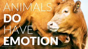 7.8M views · 786 reactions | This Buddhist monk's plea may change the way you think and feel about animals. | For Good's Sake | Facebook