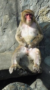 160K views · 724 reactions | Japanese Macaque Scratching till satisfied #nature #wildlife #macaque #japanese #monkey #wow HA54477 | HAWI Studios | Facebook