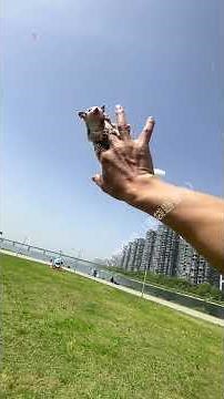 # Sugar Glider # Flying Squirrel # Player Sugar Glider