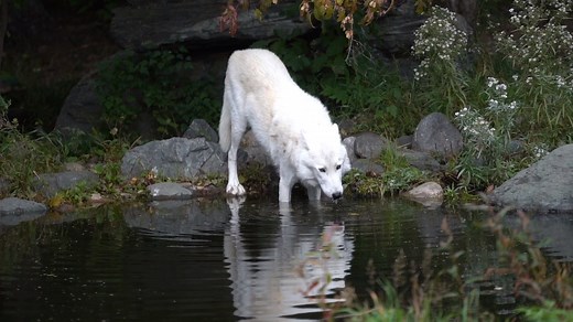 3.2K views · 154 reactions | Wolves actually curl their tongue under itself to direct water into their mouths. But what about wolves that live where fresh water freezes in the winter? How do they get drinking water? We put a post together to answer those burning questions! Follow this link to learn more: https://wolf.org/original-articles/wolvesandwater/ | International Wolf Center | Facebook