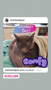 Cat Adoption Team on Reels | Facebook