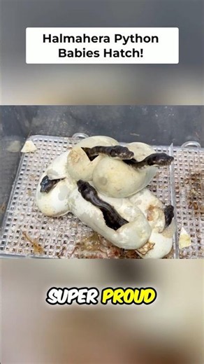 On Last Week’s MorphMarket Vlog We Saw Baby Halmahera Scrub Pythons Hatch Out From The Egg! 😍🐍