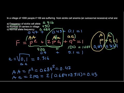 How to find frequencies of alleles and genotypes in population