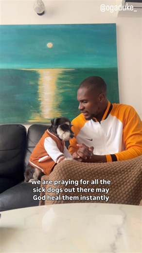 Adopting Miniature Schnauzers Around the World