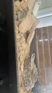 WARNING western Diamondback rattlesnake LIVE FEEDING. #Shorts #virals #best #fyp | Willard DEE