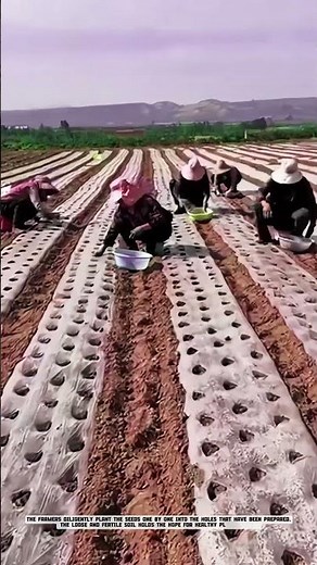 Sustainable Farming! Farmers Manually Planting Carrots in a Vast Field #AgriculturalInnovation