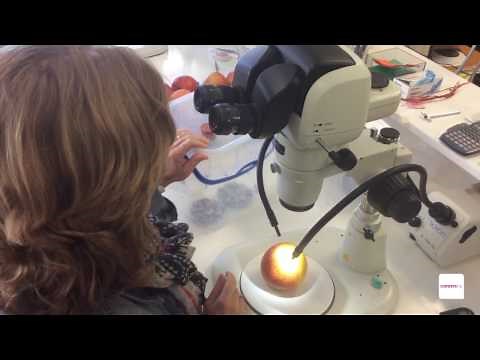 Science careers - A day in the work life of an agricultural/horticultural scientist