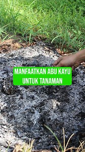 Manfaatkan abu kayu sebagai penyubur tanaman yuk. Caranya simple dan mudah. | Ridwan LF Menanam