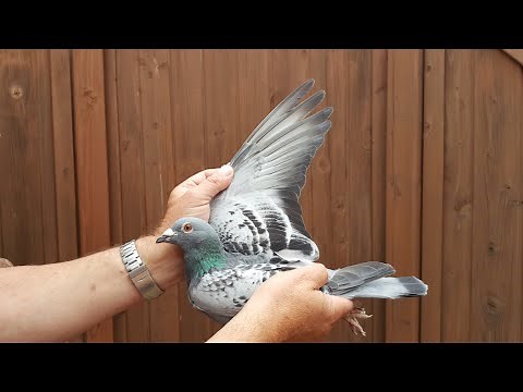 Bewertung einer Brieftaube.