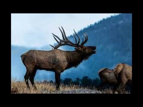 Elk Screaming