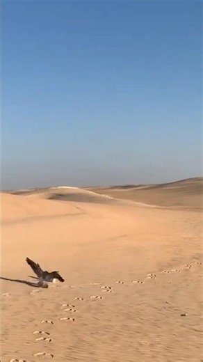 PEREGRINE FALCON HUNTING SPEED 😱🦅 #birds #wildlifeentertainment #birdofprey #wildlife #eagle #falcon