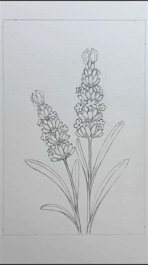 How I Sketch Lavender | Botanical Drawing tutorial