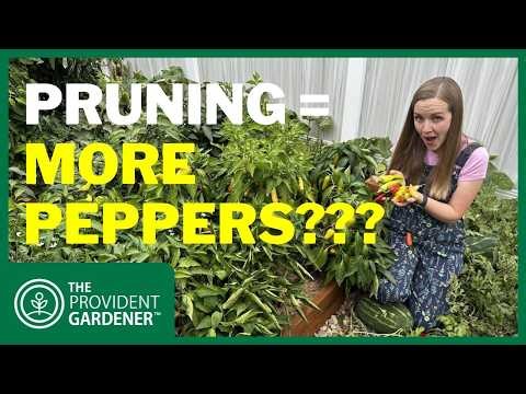 Should You Prune Pepper Plants? The Truth About Bigger Harvests!