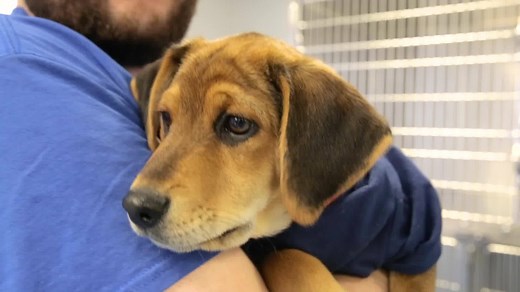 68K views · 484 shares | Puppy photos are great, but there is nothing like holding one in your arms. If you're looking for a dog to adopt, check out nj.com/pets. | NJ.com | Facebook