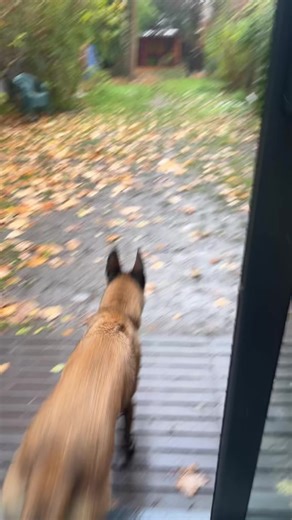 Hello la team ! Ce son résume parfaitement Mia haha 🤣 Elle adore sortir mais n’aime pas du tout la pluie… autant vous dire qu’elle est servie en ce moment 😂 Et vous, ils aiment sortir quand même ? #malinois #chien #dog #rain #winter