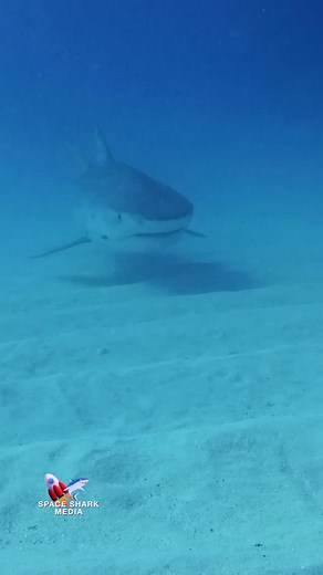 3.8K reactions · 88 shares | Beautiful Tiger Shark approach and pass #shark #sharks #ocean #explore #adventure Tiger Beach | George C. Schellenger | Facebook