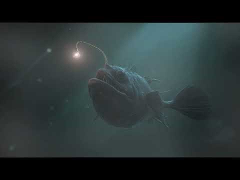 The Most Relaxing Facts About Sea Creatures to Fall Asleep To