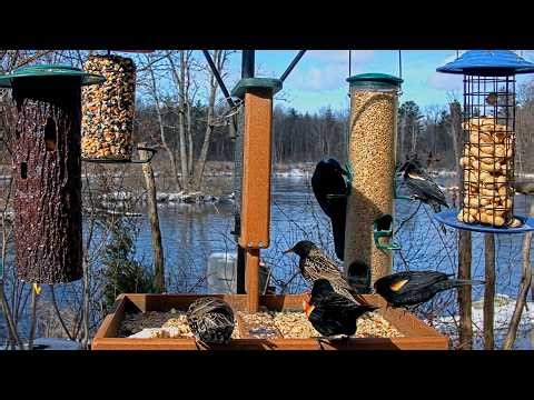 Red-winged Blackbirds Return To Cornell Lab FeederWatch Cam | Mar. 18, 2026