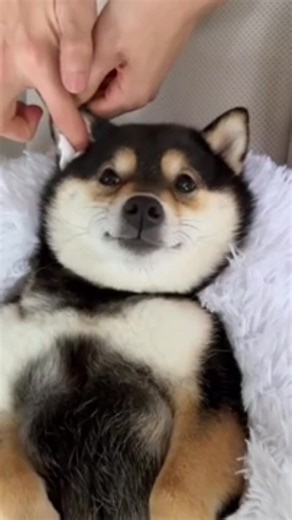 Asmr dog#asmrtiktok #asmrvideo #asmrtiktoks #asmrsounds #asmr