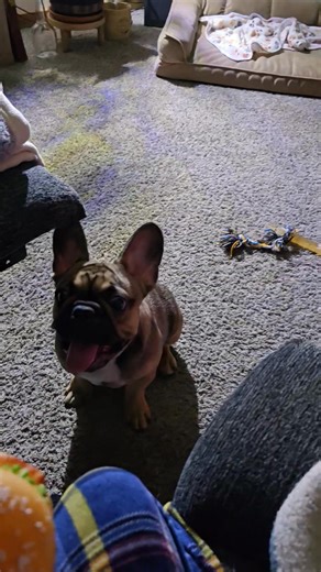 Proud Dog Mom💙🐾🐶 My boy Diesel is growing up so fast! Diesel is proving he’s the smartest 5-month-old I’ve ever met 😂🐕 I've already been able to teach him sit & now he knows Give, Sit, Fetch… but sometimes his Frenchie stubbornness shows up 😂 Meanwhile I’m still trying to remember where I set my keys 🔑🤣 Love this boy so much 💙🐾 | Sherry Lin