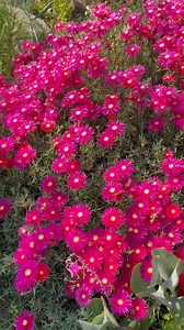 Adoro a cor intense destas flores de Lampranthus spectabilis. #Lampranthus #Lampranthusspectabilis #floresnaturais | Pássaros, insetos, árvores, e flores