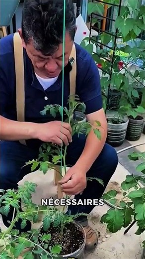 Cette astuce surprenante pour cultiver des tomates va vous choquer 😱🍅