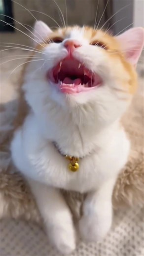 Adorable Cats Doing Funny Things