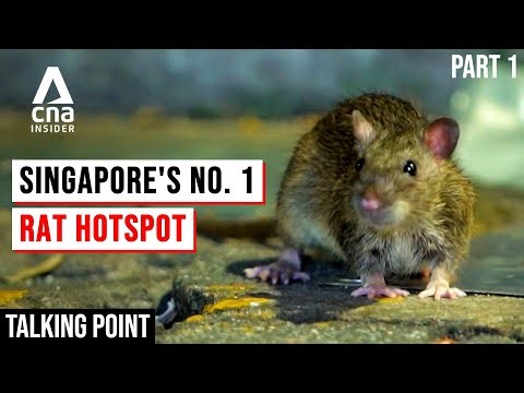 Rats are a growing problem in Singapore. Here are the hotspots and what’s being done